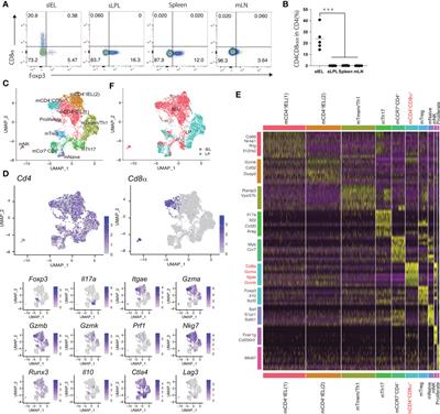 Single-cell transcriptomics of human gut T cells identifies cytotoxic CD4+CD8A+ T cells related to mouse CD4 cytotoxic T cells